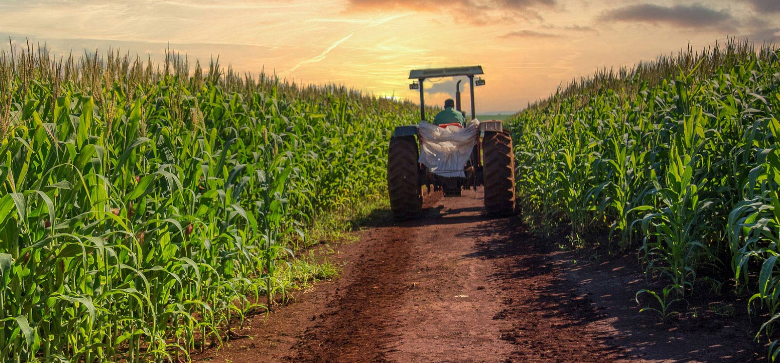 a tractor driving away in a corn field